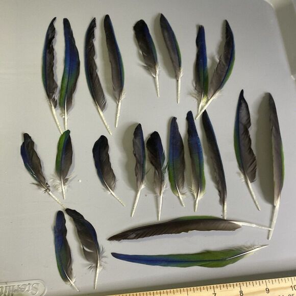 Nanday Conure Parrot Feathers Green Blue Black Mixed Naturally Molted 22 Piece - Picture 7 of 8